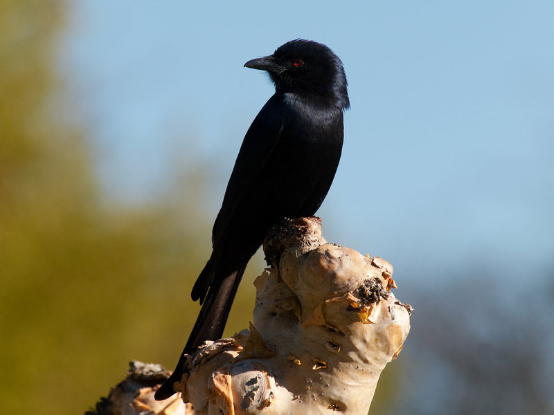 Bird, Mount Etjo